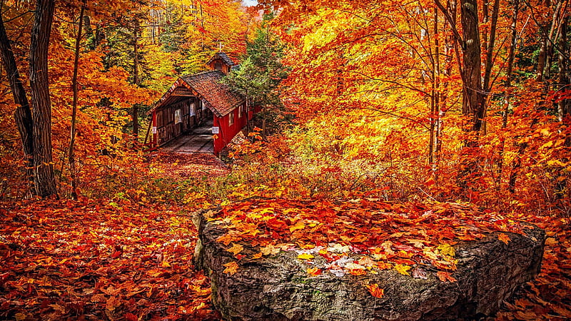 Autumn foliage, leaves, trees, fall, bridge, colors, covered, HD wallpaper
