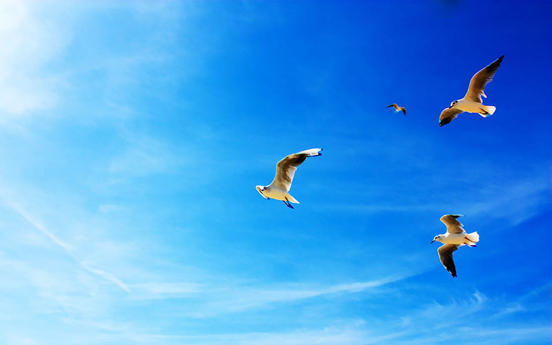 Seagulls, birds, bonito, sky, clouds, nature, gulls, animals, blue, HD wallpaper