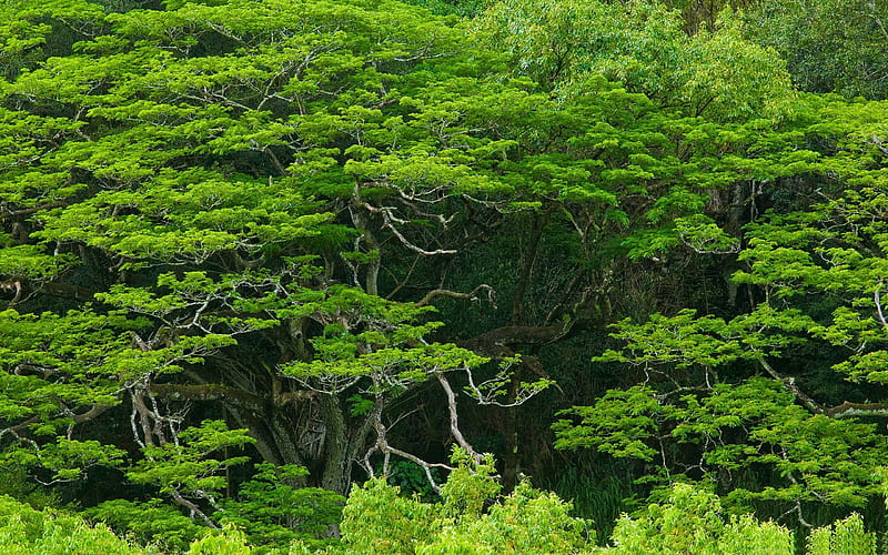 Waimea Valley-forest landscape, HD wallpaper