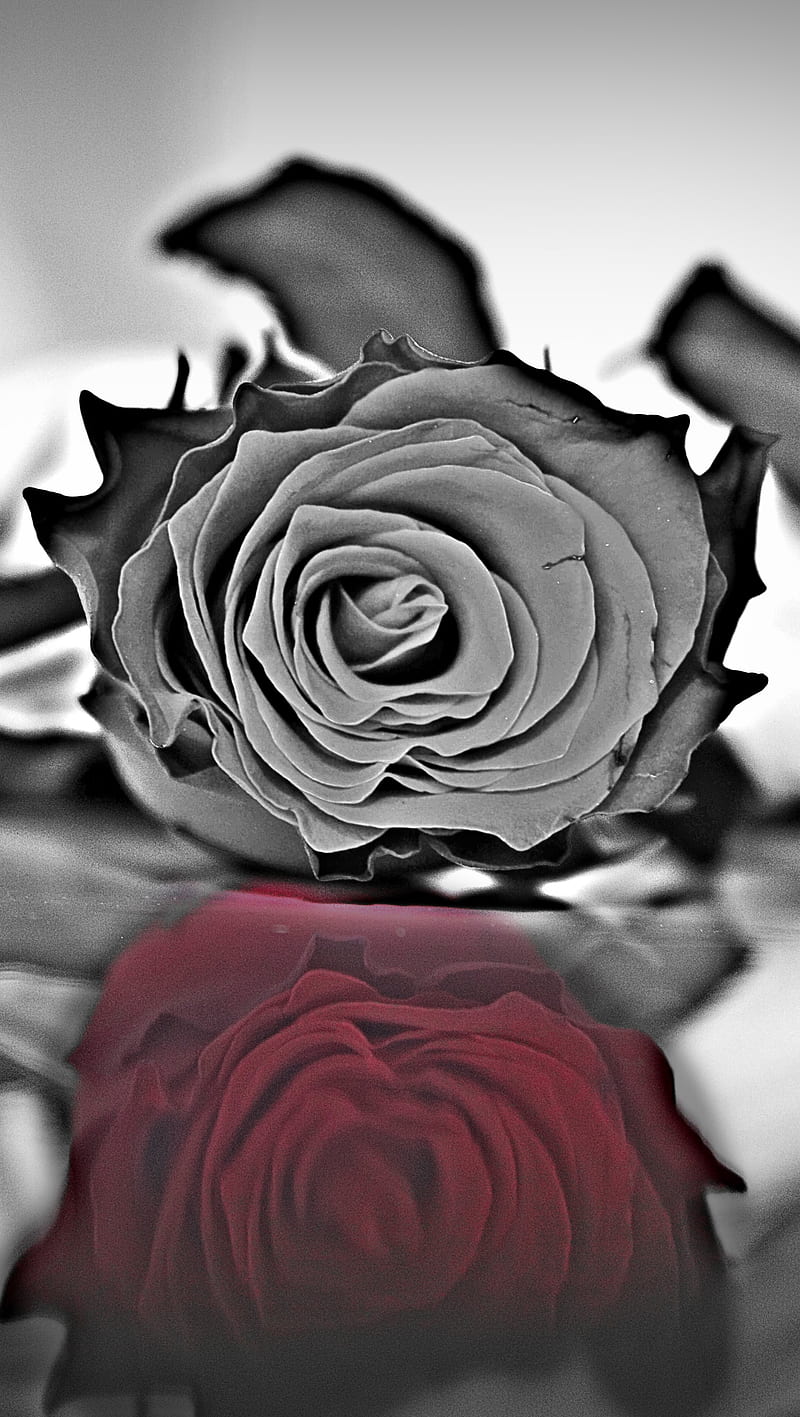 Aesthetic Black Rose Wallpaper Download  MobCup
