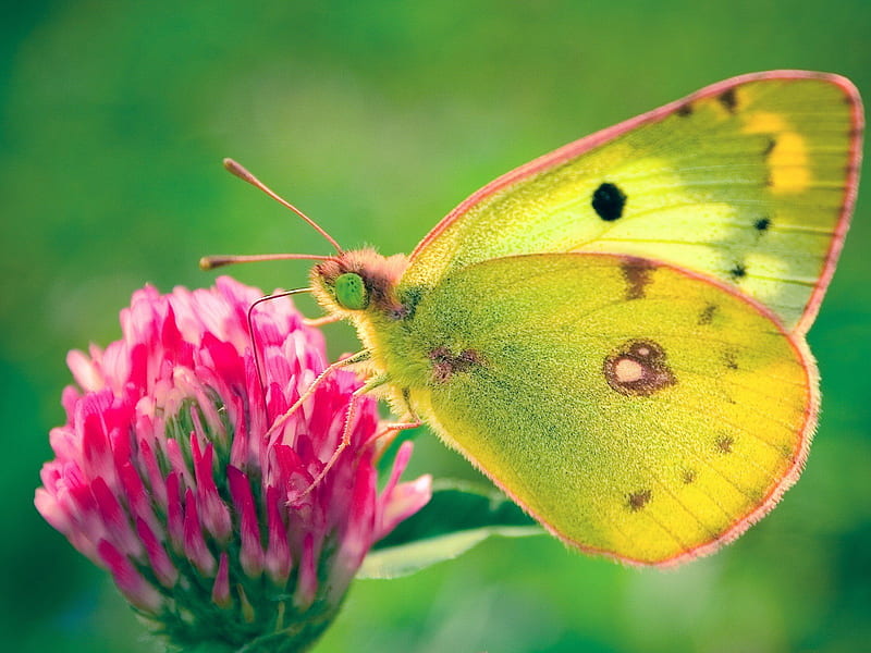Yellow Butterfly, bug, wings, butterfly, necter, flower, insect, yellow, petal, HD wallpaper