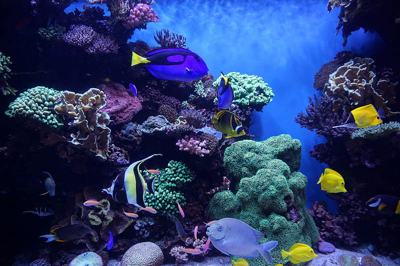 aquarium, fish, algae, reef, HD wallpaper