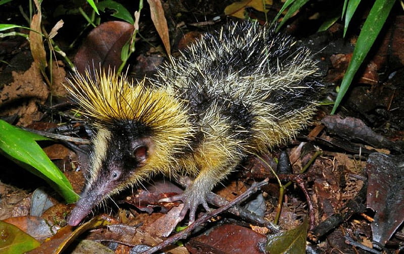 Lowland streaked Tenrec, small animal, stripes, long snout, black and yellow, HD wallpaper