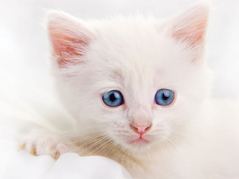 Gatinho de Olhos Azuis, white, cat, eyes, blue, HD wallpaper