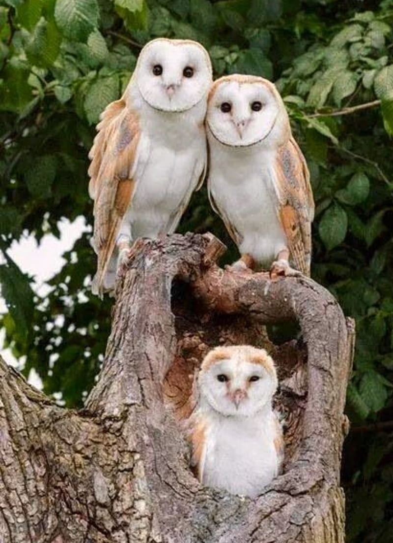 Barn owl family, barn owls, birds, HD phone wallpaper