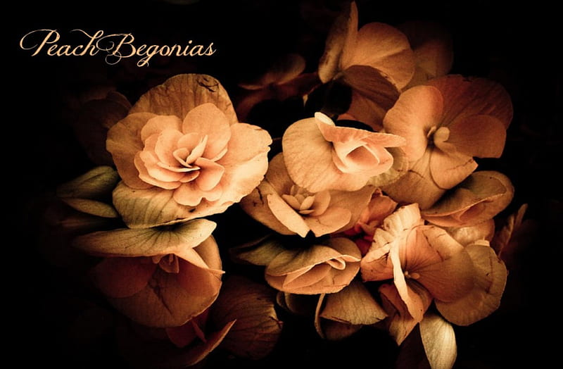 Begonias de durazno, encantadoras, naranjas, hermosas, moda antigua,  refranes, Fondo de pantalla HD | Peakpx