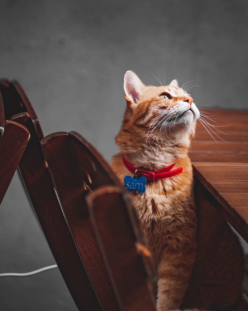 cat, orange, glance, pet, collar, HD phone wallpaper