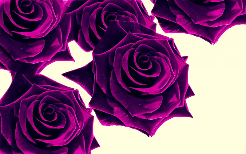 Hermosas rosas, rosas moradas, color morado, flores, naturaleza, rosas,  Fondo de pantalla HD | Peakpx