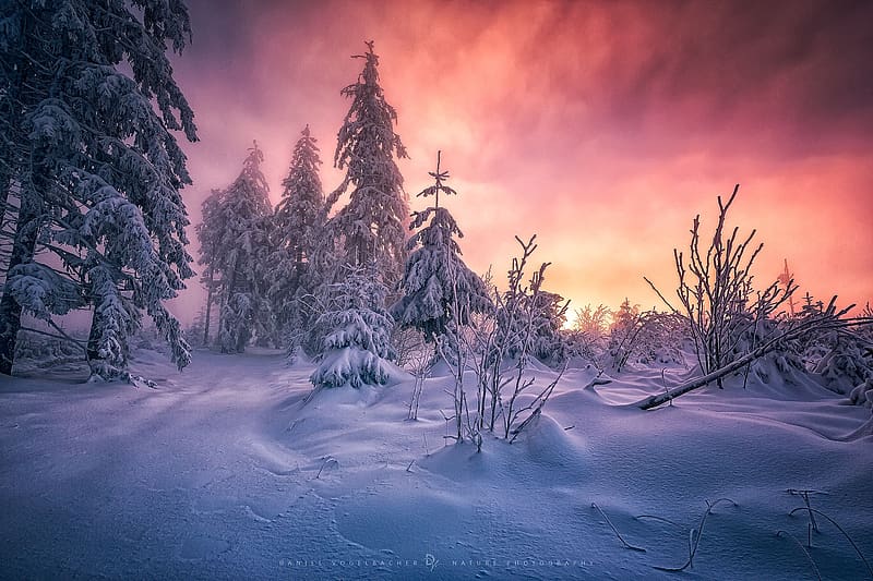 Winter, Sunset, Sky, Snow, Forest, Tree, HD wallpaper | Peakpx