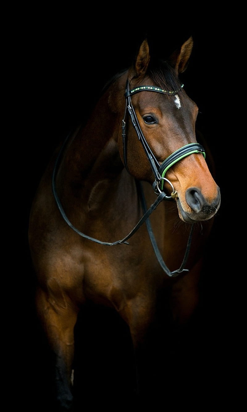 Horse , animal, best, black, cool, cute horse, HD phone wallpaper