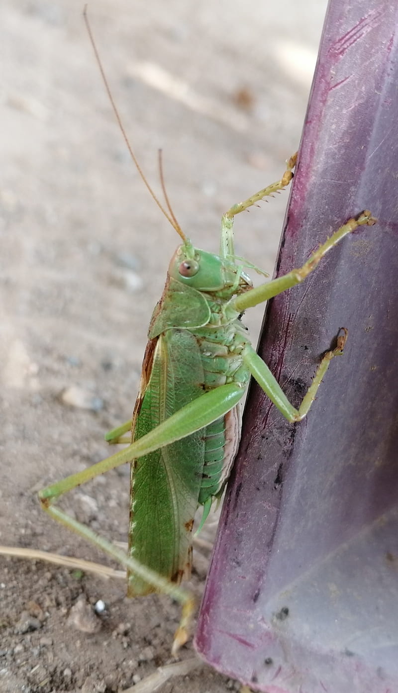 grasshopper, insect, animals, HD phone wallpaper
