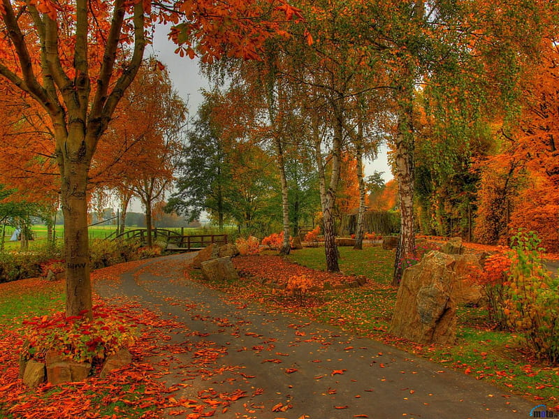 Bright autumn park, tree, autumn, leaves, park, HD wallpaper | Peakpx