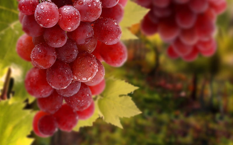Fruit grapes harvest season theme 02, HD wallpaper