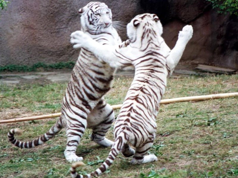 White Tigers Fighting
