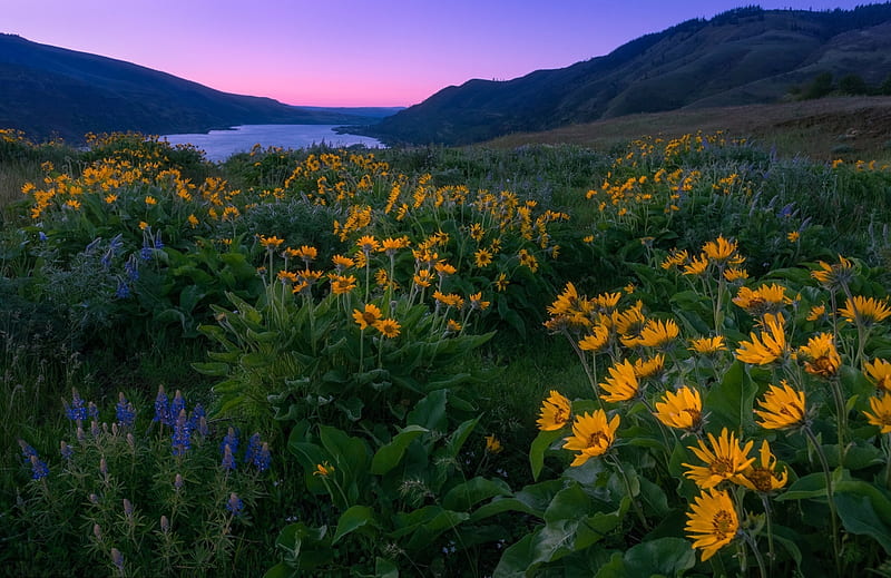 Columbia River Gorge, Washington, field, mountains, flowers, river, sunset, HD wallpaper