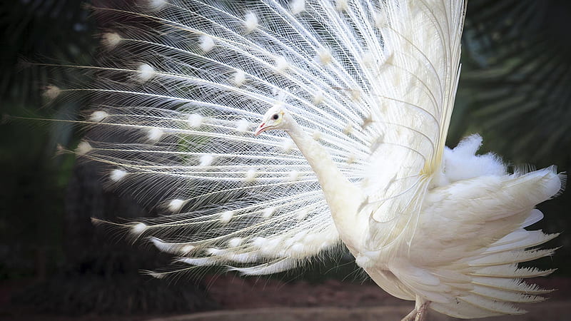 White peacock, bird, feather, indian, peacock, white, HD wallpaper