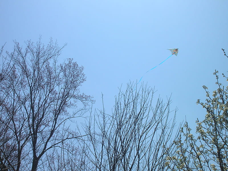 a kite in the sky, trees leaves wind, HD wallpaper