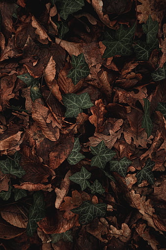Leaves, plant, dark, green, dry, HD phone wallpaper | Peakpx