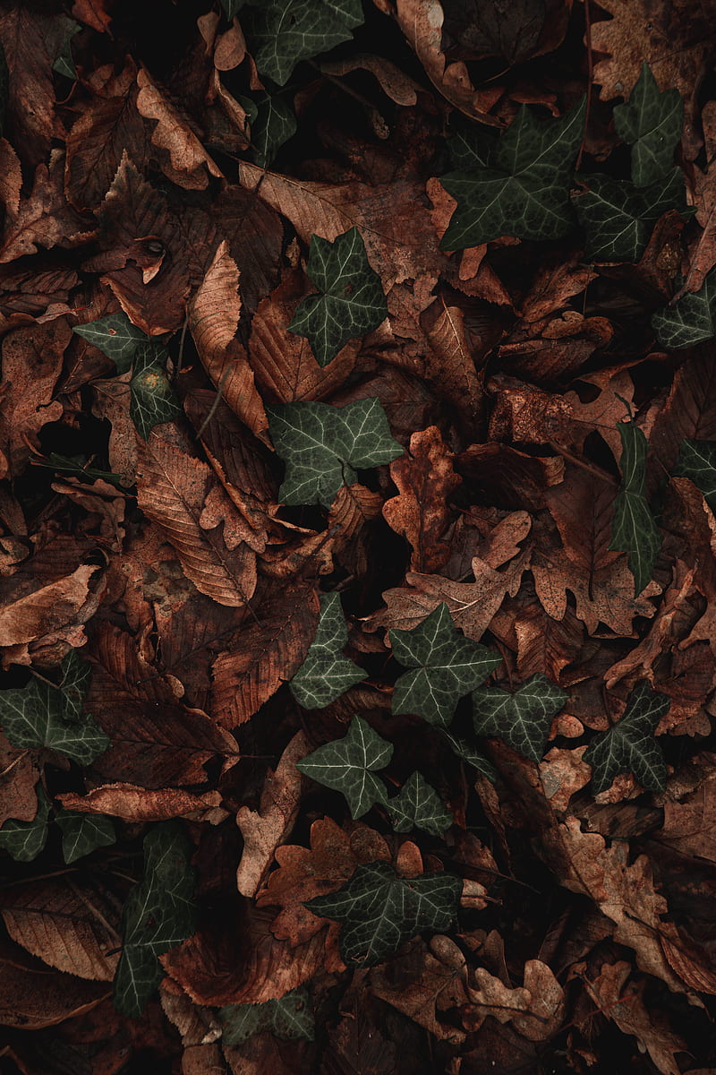 leaves, plant, green, brown, dry, HD phone wallpaper