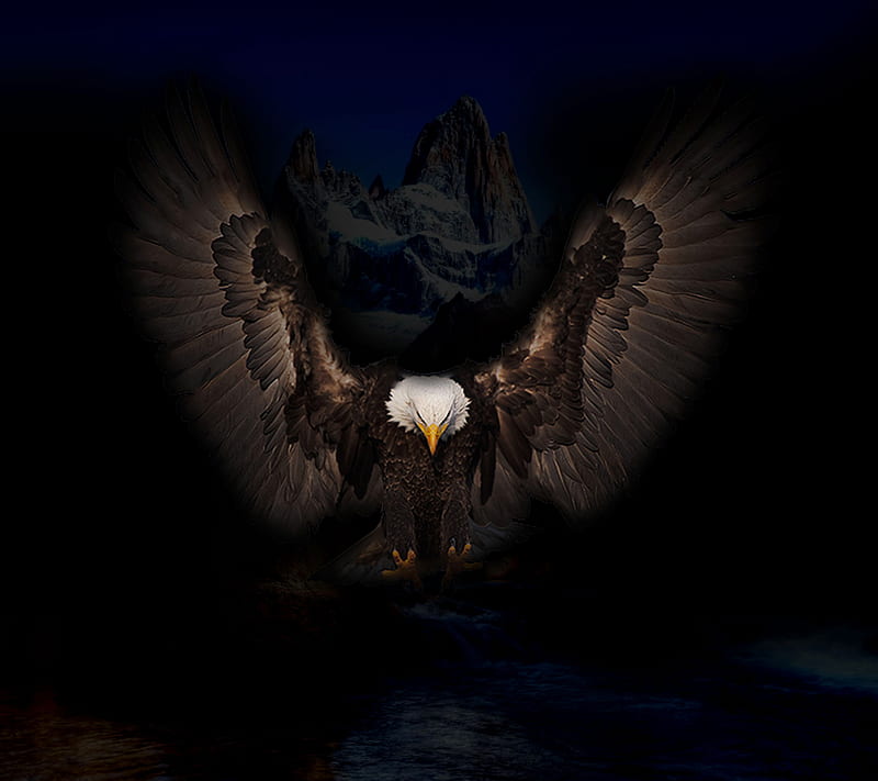 Eagle, dark, night, saguaro, HD wallpaper
