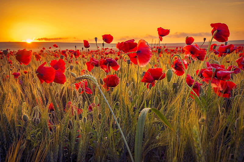 Poppy field at sunset, orange, fiery, golden, flowers, sunset, sky, field, poppy, bonito, summer, HD wallpaper