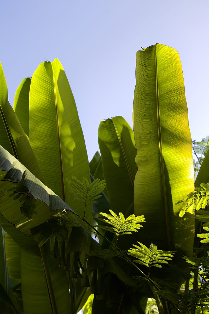 green banana tree under blue sky during daytime, HD phone wallpaper