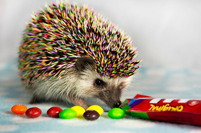 Rainbow hedgehog, cute, candy, skittles, hedgehog, arici, rainbow, funny, animal, HD wallpaper