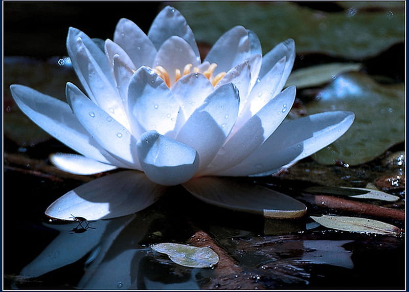 Lotus, white blue, charm, delicacy, graphy, water, flowers, beauty, nature, HD wallpaper