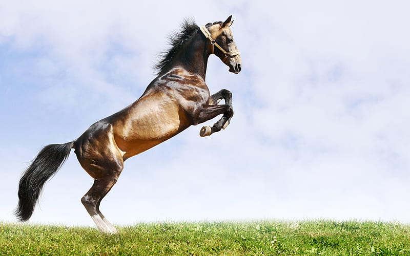 A COOL JUMP, amazing, nice, cool, bird, bonito, horse, animal, HD wallpaper
