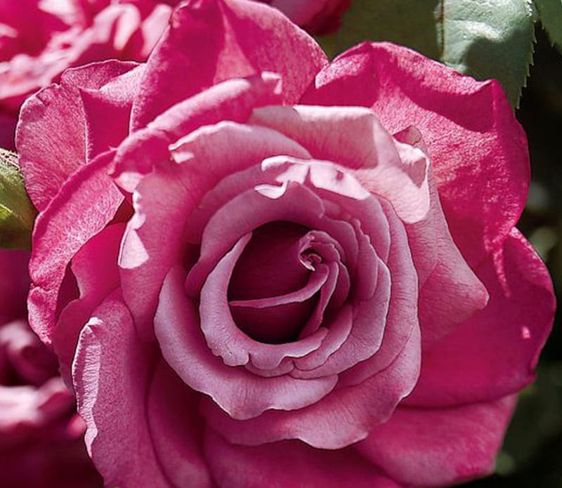 Heirloom Hybrid Tea Rose, hybrid, closeup, flowers, tea rose, nature, petals, heirloom, HD wallpaper