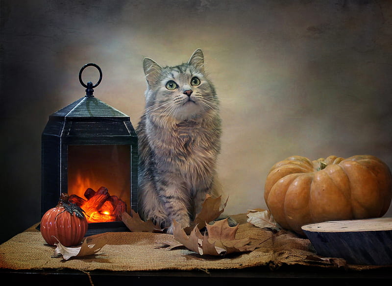 Cats, Cat, Burlap, Lantern, Pet, Pumpkin, HD wallpaper