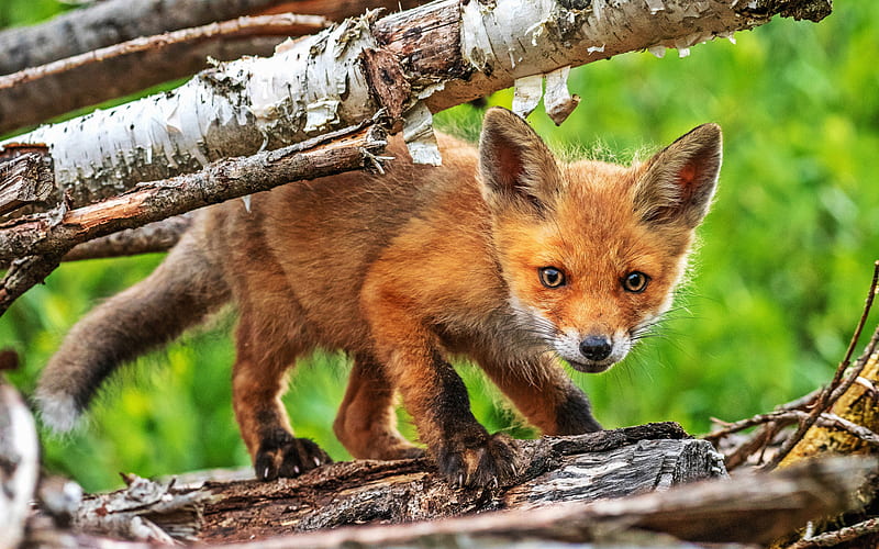 fox, wildlife, cub, red fox, forest, cute animals, Vulpes vulpes, small fox, R, HD wallpaper