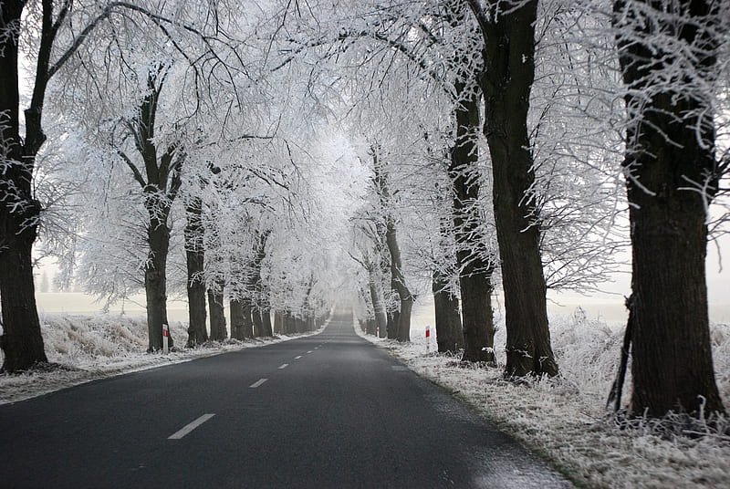 Winter Drive, pretty, bonito, trees, winter, snow, ice, path, road, white, street, HD wallpaper