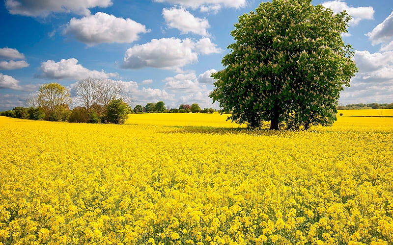 Horse-Chestnut in Rapeseed Field, spring, horse-chestnut, rapeseed, field, HD wallpaper