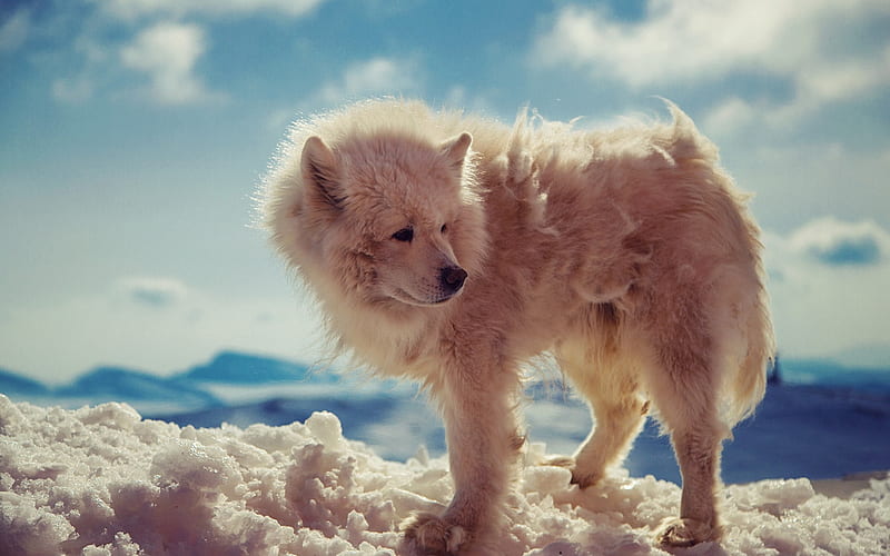 white wolf, wildlife, Antarctica, Arctic wolf, winter, snow, HD wallpaper