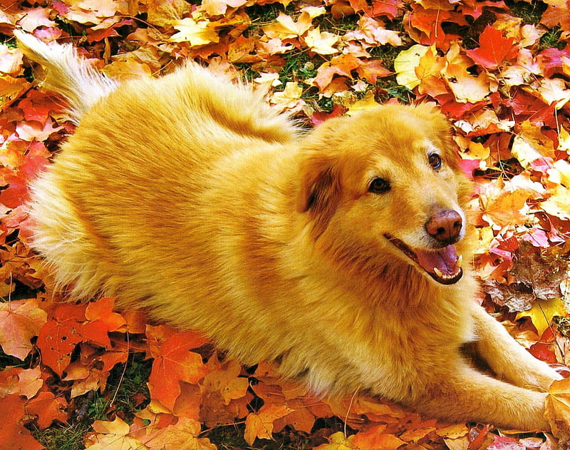A dog laying in the leaves, leaves, autunm, cannie, dog, HD wallpaper