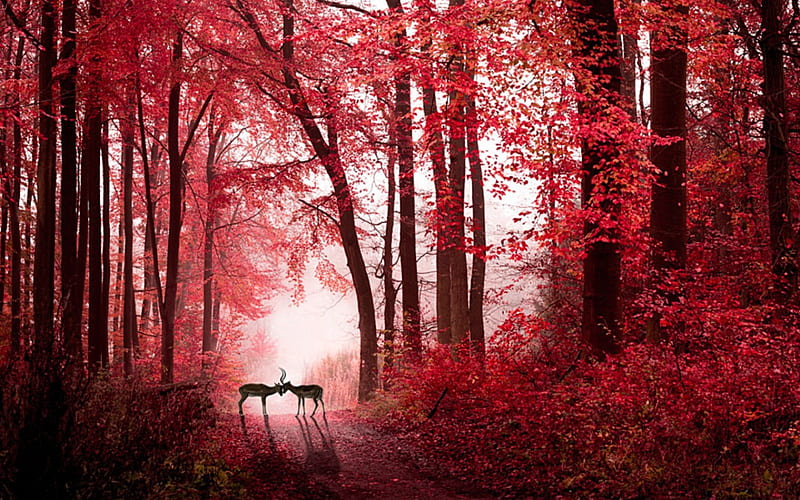 Love in the Forest, red, forest, doe, love, deer, HD wallpaper