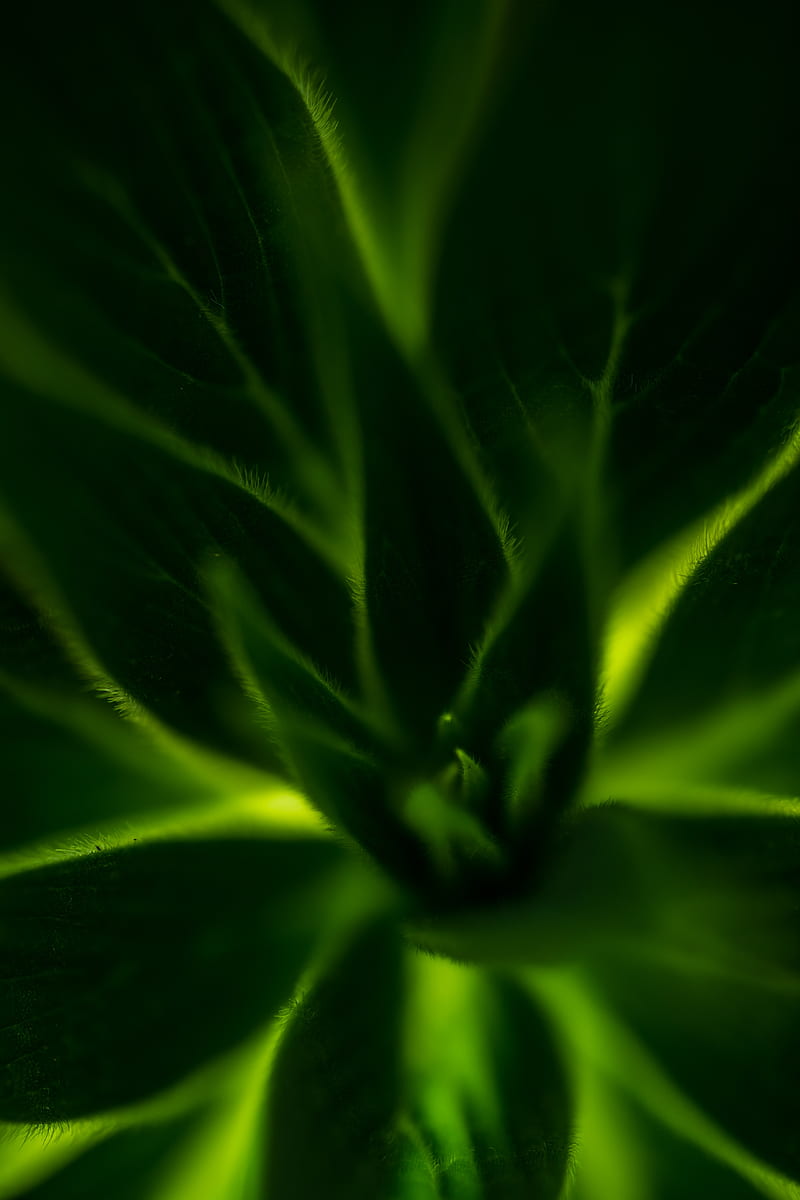 plant, leaves, macro, green, HD phone wallpaper