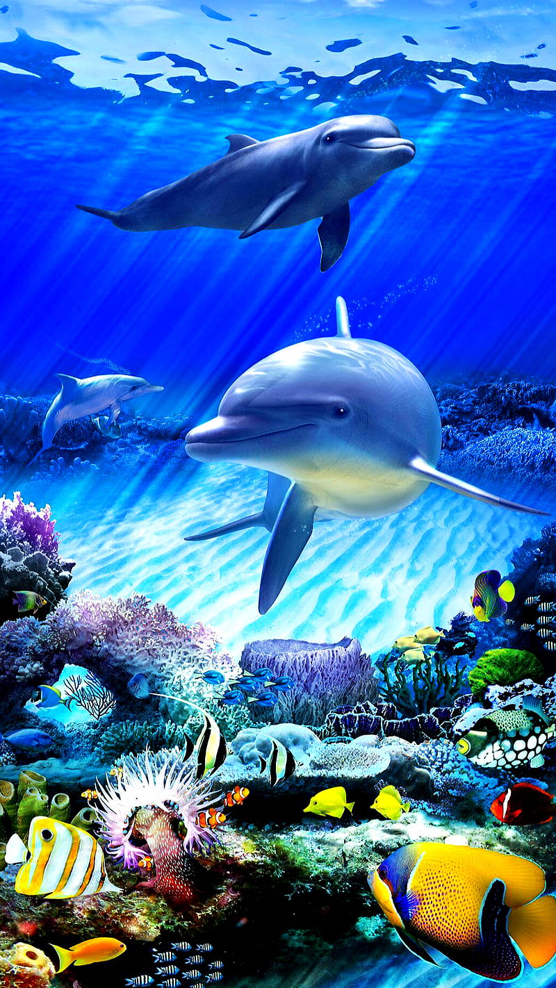 Peces, delfines, delfines, peces, océano, Fondo de pantalla de teléfono HD  | Peakpx