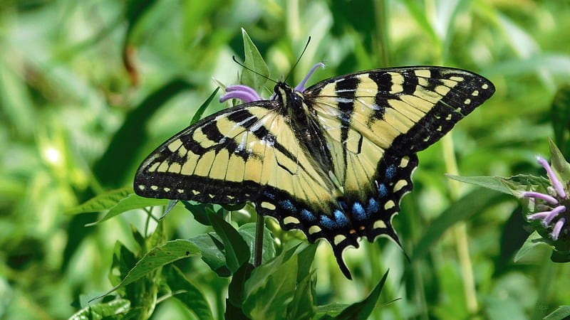 Keene Valley Butterfly, Swallowtail, Yellow, Flutter, Flower, Butterfly, HD wallpaper