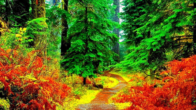 ROAD IN THE BEUTIFUL FOREST, AUTUMN, COLORFUL NATURE, PLANTS, NATURE ...