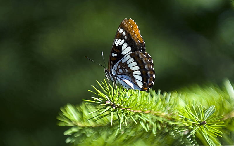 butterfly on fir branch-all kinds of insects, HD wallpaper