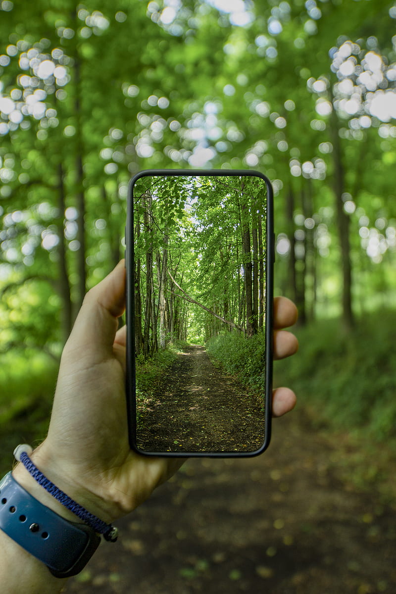 full-screen smartphone with green trees, HD phone wallpaper