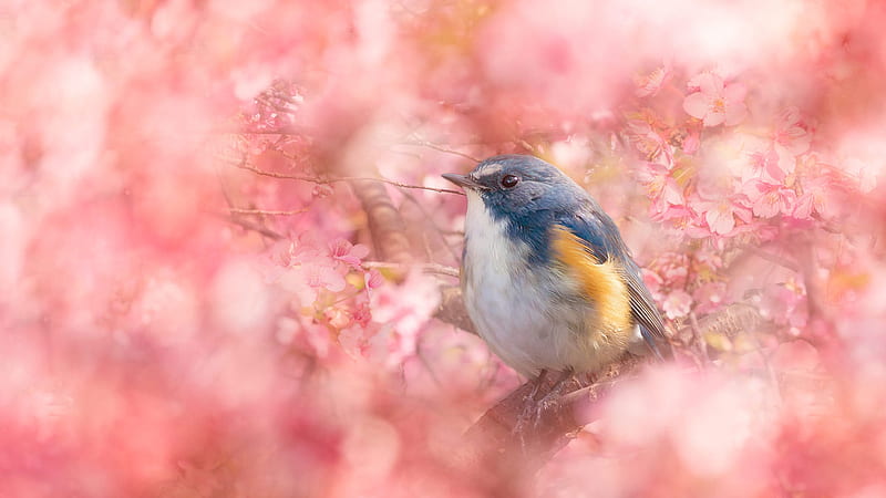 Bluebird Is Perching On Tree Branch With Colorful Flowers Around Animals, HD wallpaper