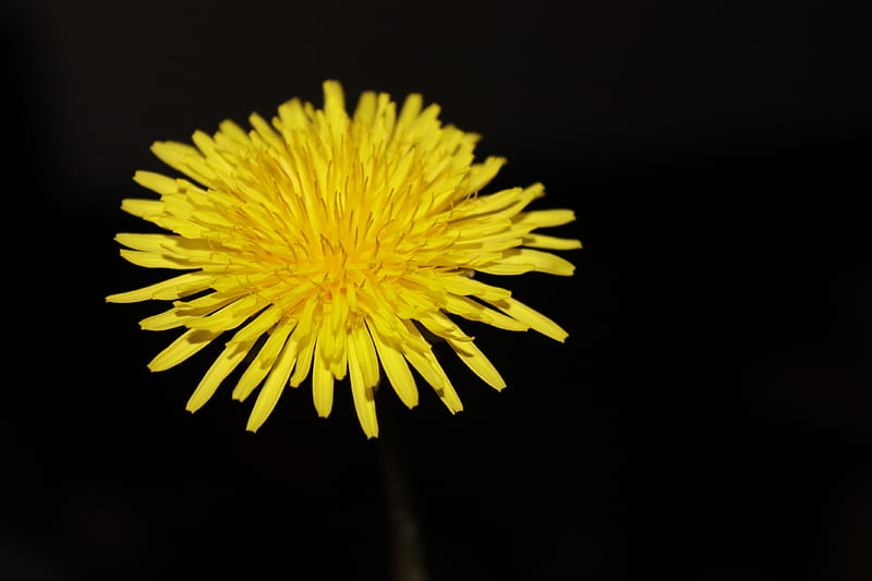 Close graphy of Yellow Aster, HD wallpaper