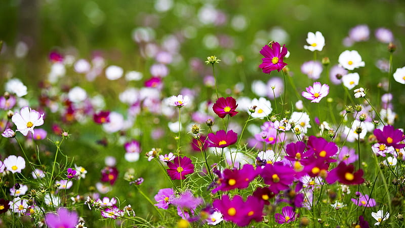 Flores silvestres de primavera, bonitas, flores silvestres, flores,  primavera, Fondo de pantalla HD | Peakpx
