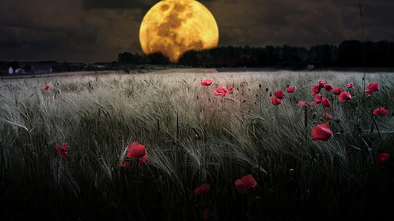 Earth, Field, Full Moon, Moon, Night, Poppy, Red Flower, Summer, HD wallpaper