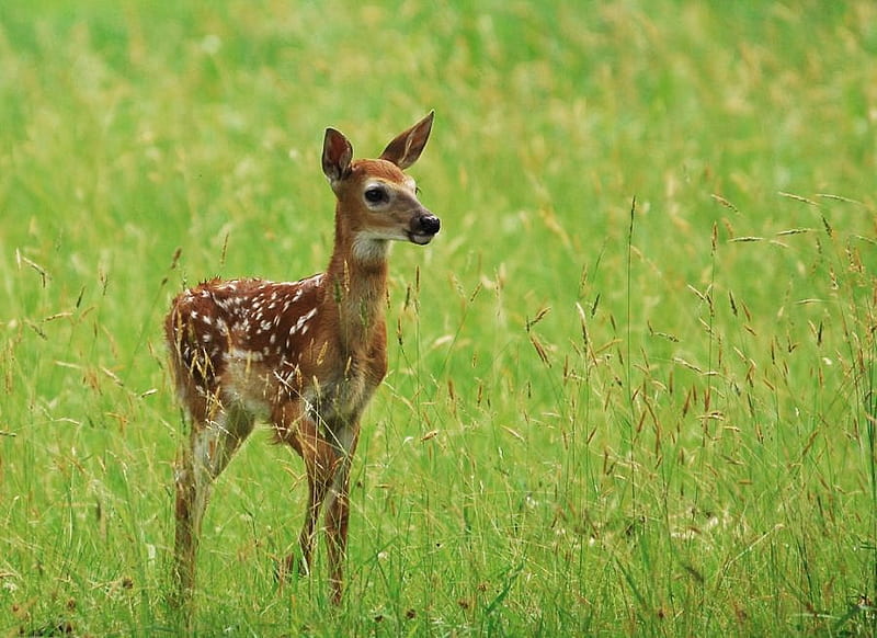 In the meadow, white spots, young, brown, grass, meadow, deer, HD wallpaper