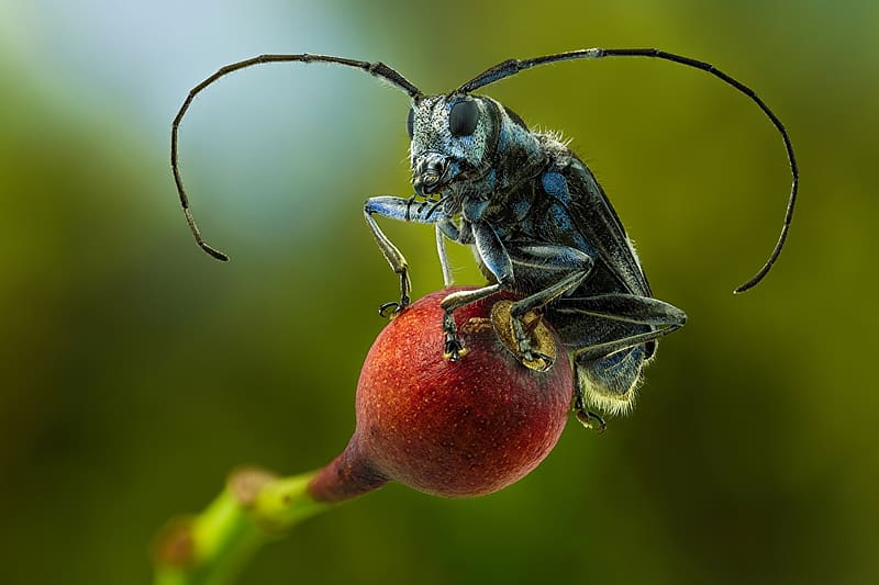 Bug, Animals, Entomology, Insects, Zoology, HD wallpaper
