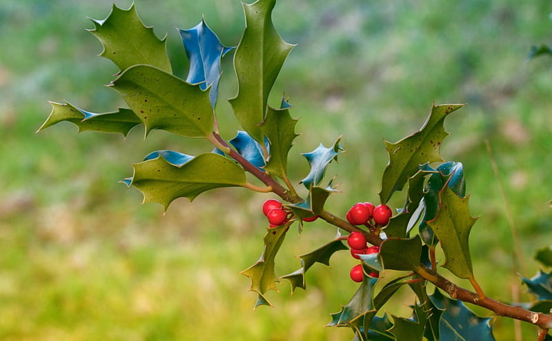 Mistletoe, fruit, red, green, berry, blue, HD wallpaper